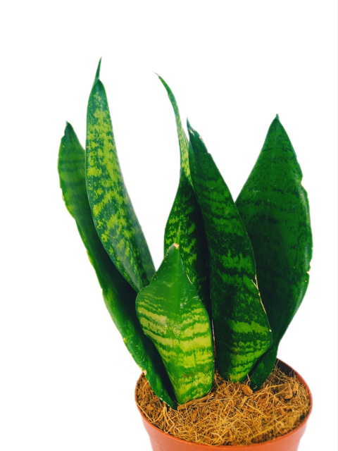 Sansevieria Futura Superba