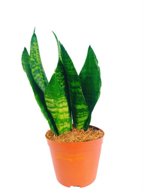 Sansevieria Futura Superba