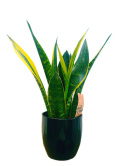 Sansevieria Gold Flame