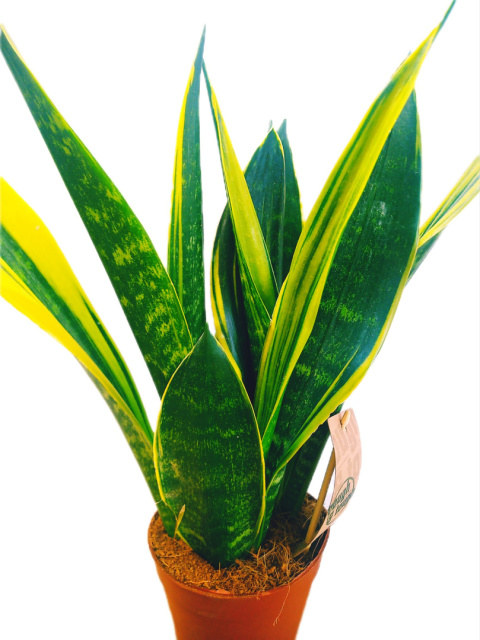 Sansevieria Gold Flame