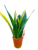 Sansevieria Gold Flame