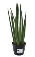 Sansevieria cylindrica Mikado