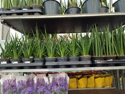 Sansevieria cylindrica Mikado