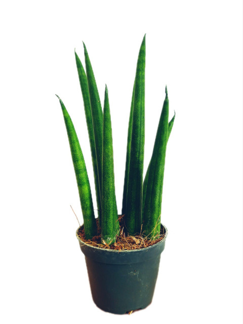 Sansevieria cylindrica rocket