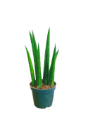 Sansevieria cylindrica rocket