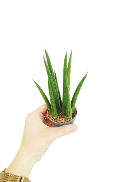 Sansevieria cylindrica rocket