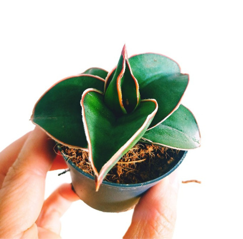 Sansevieria ehrenbergii Samurai