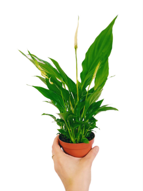 Spathyphyllum mini