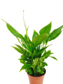 Spathyphyllum mini