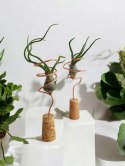 Tillandsia Bulbosa Oplątwa Epifit Powietrzna Roślina Air Plant na stolik