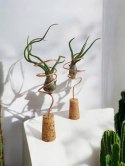 Tillandsia Bulbosa Oplątwa Epifit Powietrzna Roślina Air Plant na stolik