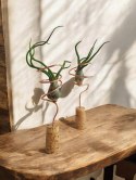 Tillandsia Bulbosa Oplątwa Epifit Powietrzna Roślina Air Plant na stolik