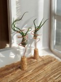 Tillandsia Bulbosa Oplątwa Epifit Powietrzna Roślina Air Plant na stolik