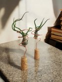 Tillandsia Bulbosa Oplątwa Epifit Powietrzna Roślina Air Plant na stolik