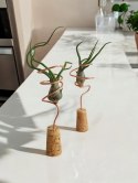 Tillandsia Bulbosa Oplątwa Epifit Powietrzna Roślina Air Plant na stolik