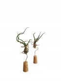 Tillandsia Bulbosa Oplątwa Epifit Powietrzna Roślina Air Plant na stolik