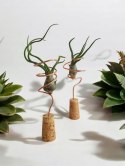 Tillandsia Bulbosa Oplątwa Epifit Powietrzna Roślina Air Plant na stolik