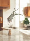 Tillandsia Caput Medusa Oplątwa Epifit Powietrzna Roślina Air Plant