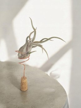 Tillandsia Caput Medusa Oplątwa Epifit Powietrzna Roślina Air Plant