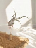 Tillandsia Caput Medusa Oplątwa Epifit Powietrzna Roślina Air Plant