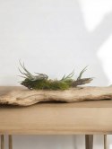 Tillandsia Caput Medusa Oplątwa Epifit Powietrzna Roślina Air Plant