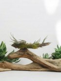 Tillandsia Caput Medusa Oplątwa Epifit Powietrzna Roślina Air Plant