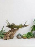 Tillandsia Caput Medusa Oplątwa Epifit Powietrzna Roślina Air Plant