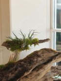 Tillandsia Caput Medusa Oplątwa Epifit Powietrzna Roślina Air Plant