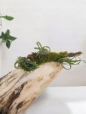 Tillandsia Curly Slim Oplątwa Epifit Powietrzna Roślina Air Plant