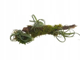 Tillandsia Curly Slim Oplątwa Epifit Powietrzna Roślina Air Plant