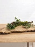 Tillandsia Curly Slim Oplątwa Epifit Powietrzna Roślina Air Plant