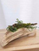 Tillandsia Curly Slim Oplątwa Epifit Powietrzna Roślina Air Plant