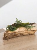 Tillandsia Curly Slim Oplątwa Epifit Powietrzna Roślina Air Plant