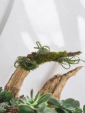 Tillandsia Curly Slim Oplątwa Epifit Powietrzna Roślina Air Plant