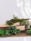 Tillandsia Curly Slim Oplątwa Epifit Powietrzna Roślina Air Plant