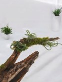 Tillandsia Curly Slim Oplątwa Epifit Powietrzna Roślina Air Plant