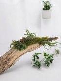 Tillandsia Curly Slim Oplątwa Epifit Powietrzna Roślina Air Plant