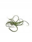 Tillandsia Curly Slim Oplątwa Epifit Powietrzna Roślina Air Plant