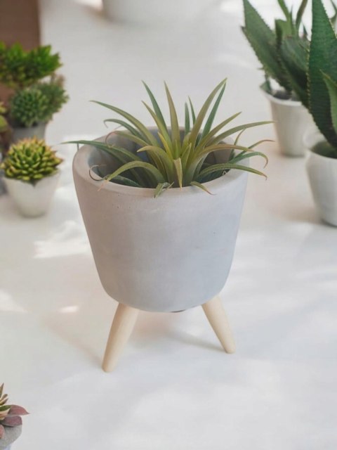 Tillandsia Ionantha Oplątwa Epifit Powietrzna Roślina Air Plant w osłonce