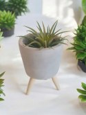 Tillandsia Ionantha Oplątwa Epifit Powietrzna Roślina Air Plant w osłonce