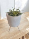 Tillandsia Ionantha Oplątwa Epifit Powietrzna Roślina Air Plant w osłonce