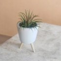 Tillandsia Ionantha Oplątwa Epifit Powietrzna Roślina Air Plant w osłonce