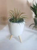 Tillandsia Ionantha Oplątwa Epifit Powietrzna Roślina Air Plant w osłonce