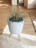 Tillandsia Ionantha Oplątwa Epifit Powietrzna Roślina Air Plant w osłonce