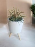 Tillandsia Ionantha Oplątwa Epifit Powietrzna Roślina Air Plant w osłonce