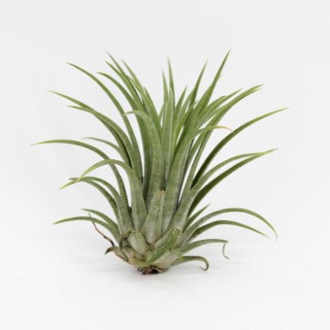 Tillandsia