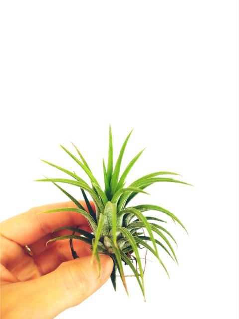 Tillandsia