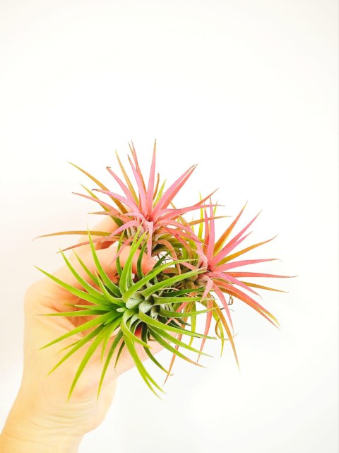 Tillandsia