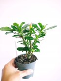 Adenium Obesum Drzewko Pieniędzy RÓŻA PUSTYNI Bonsai REAL FOTO Biało różowe