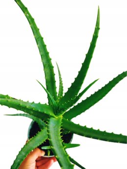 Aloes leczniczy Aloes Drzewiasty ten gatunek ktorego nasze babcie uzywaly